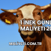 1 İnek Günlük Maliyeti 2025