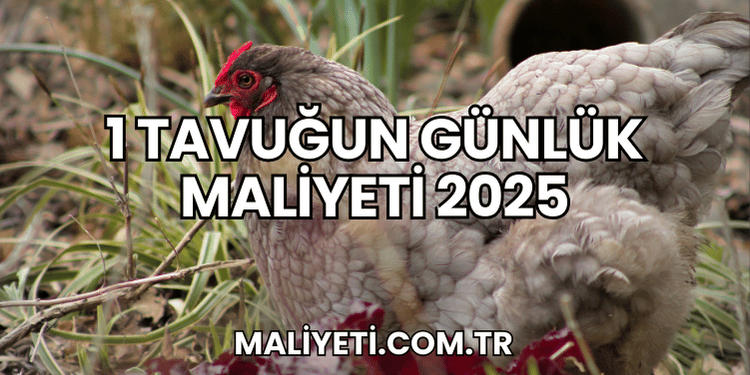 1 tavuğun günlük maliyeti 2025
