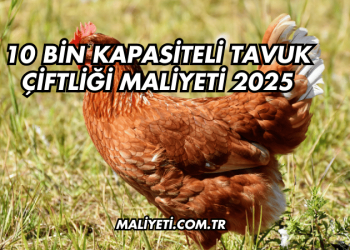 10 Bin Kapasiteli Tavuk Çiftliği Maliyeti 2025