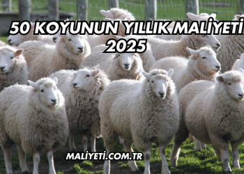 50 Koyunun Yıllık Maliyeti 2025