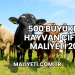 500 Büyükbaş Hayvan Çiftliği Maliyeti 2025