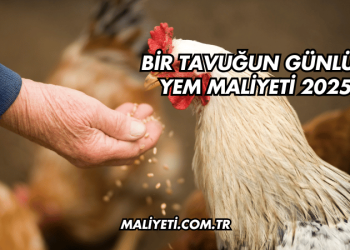 Bir Tavuğun Günlük Yem Maliyeti 2025