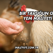 Bir Tavuğun Günlük Yem Maliyeti 2025