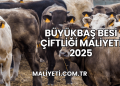 Büyükbaş Besi Çiftliği Maliyeti 2025