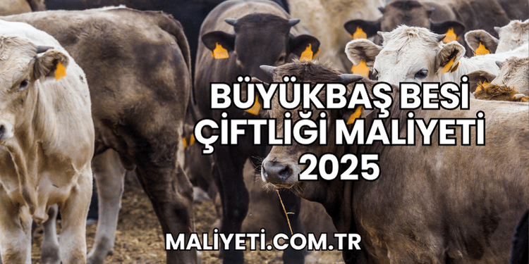Büyükbaş Besi Çiftliği Maliyeti 2025