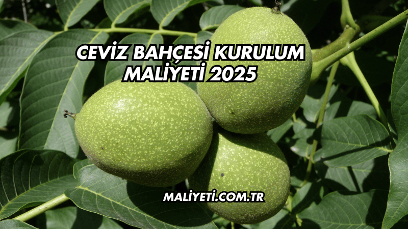 Ceviz Bahçesi Kurulum Maliyeti 2025