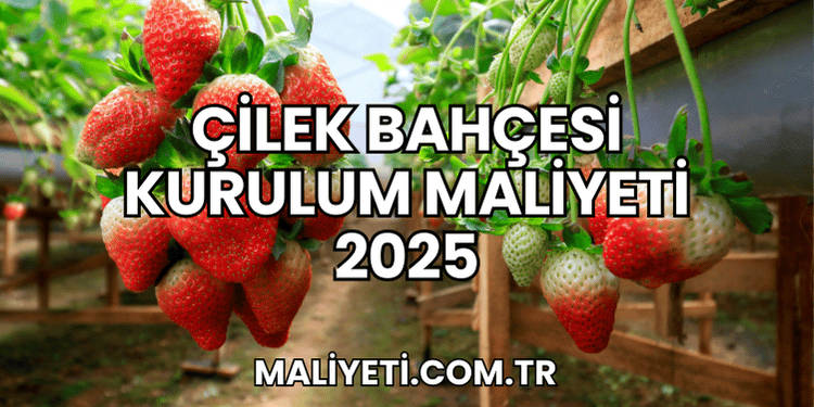 Çilek Bahçesi Kurulum Maliyeti 2025