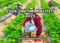 Çilek Üretimi Maliyeti 2025