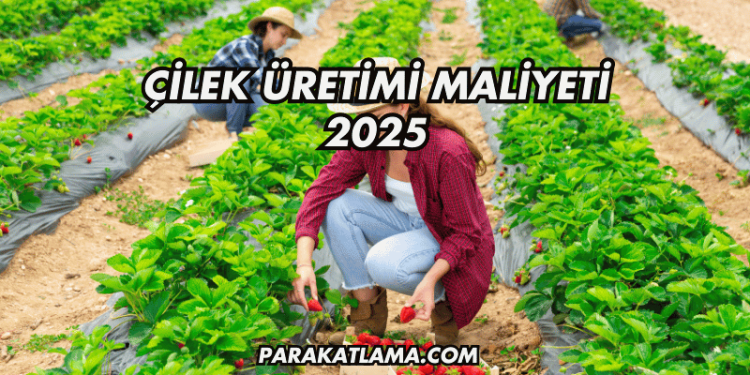Çilek Üretimi Maliyeti 2025
