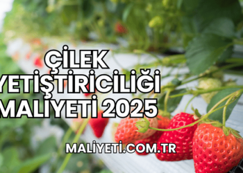 Çilek Yetiştiriciliği Maliyeti 2025