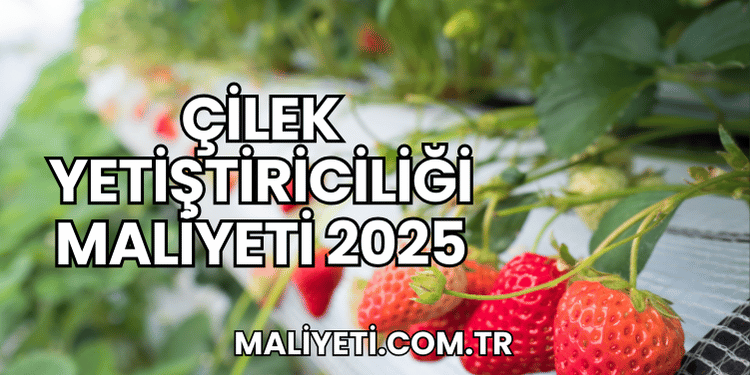Çilek Yetiştiriciliği Maliyeti 2025