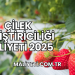 Çilek Yetiştiriciliği Maliyeti 2025