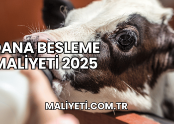 Dana Besleme Maliyeti 2025