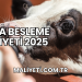 Dana Besleme Maliyeti 2025