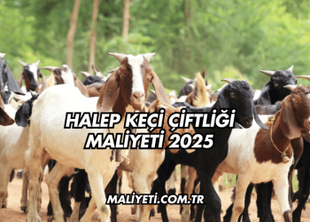 Halep keçi çiftliği maliyeti 2025