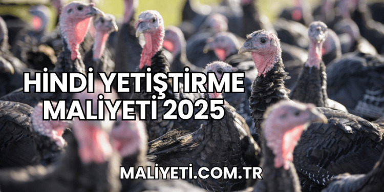Hindi Yetiştirme Maliyeti 2025