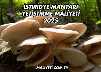 İstiridye Mantarı Yetiştirme Maliyeti 2025