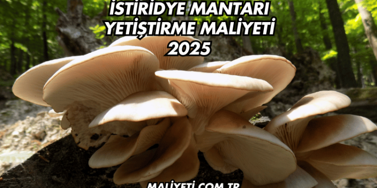İstiridye Mantarı Yetiştirme Maliyeti 2025