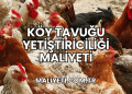 Köy Tavuğu Yetiştiriciliği Maliyeti