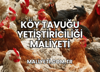 Köy Tavuğu Yetiştiriciliği Maliyeti