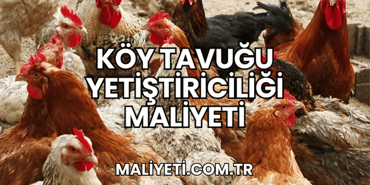 Köy Tavuğu Yetiştiriciliği Maliyeti