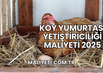 Köy Yumurtası Yetiştiriciliği Maliyeti 2025
