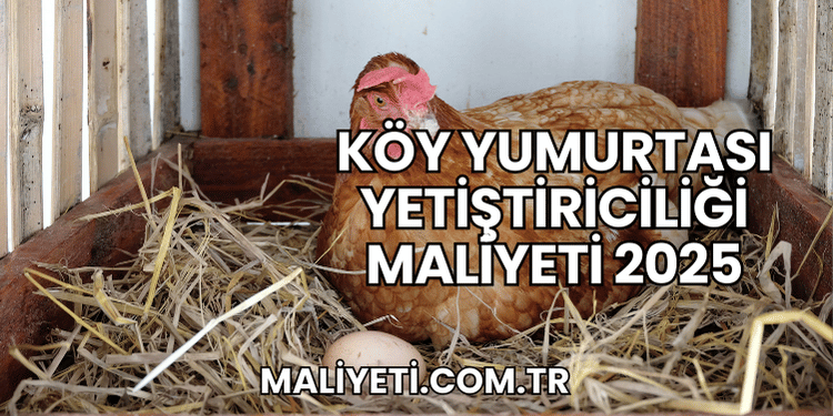 Köy Yumurtası Yetiştiriciliği Maliyeti 2025