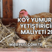 Köy Yumurtası Yetiştiriciliği Maliyeti 2025