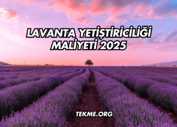 Lavanta Yetiştiriciliği Maliyeti 2025