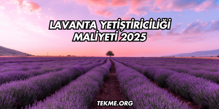Lavanta Yetiştiriciliği Maliyeti 2025
