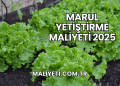 Marul Yetiştirme Maliyeti 2025