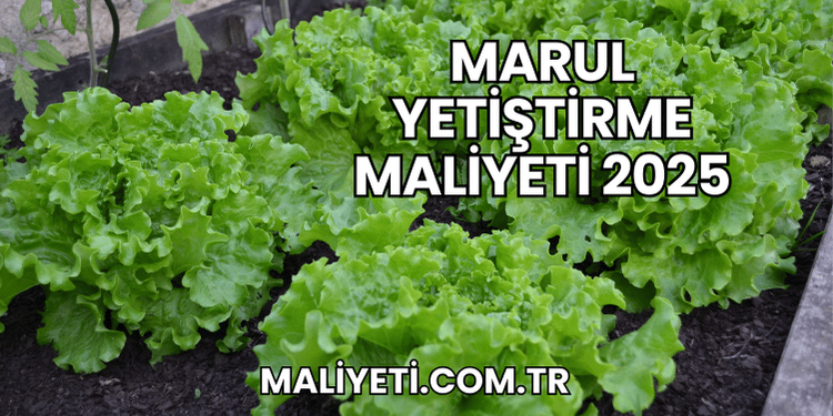 Marul Yetiştirme Maliyeti 2025