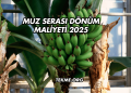 Muz Serası Dönüm Maliyeti 2025