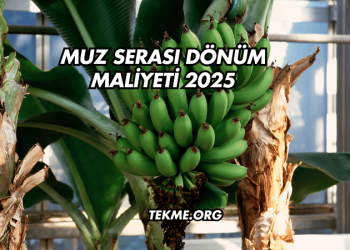 Muz Serası Dönüm Maliyeti 2025