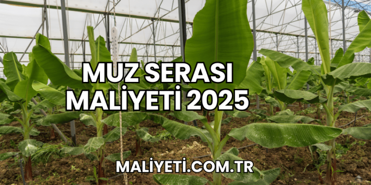 Muz Serası Maliyeti 2025