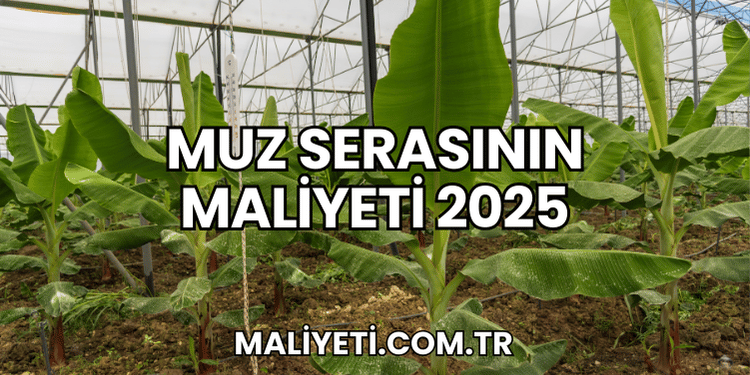Muz Serasının Maliyeti 2025