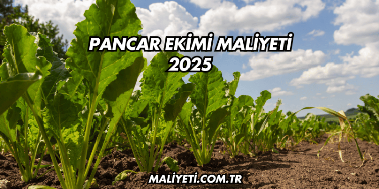 Pancar Ekimi Maliyeti 2025