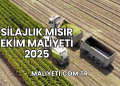 Silajlık Mısır Ekim Maliyeti 2025