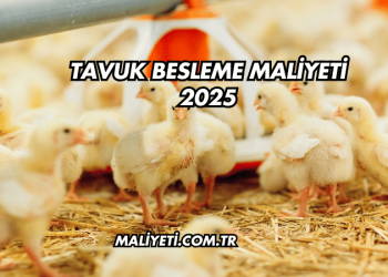 Tavuk Besleme Maliyeti 2025