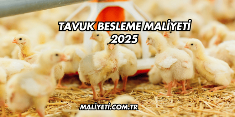 Tavuk Besleme Maliyeti 2025