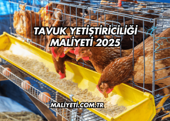 Tavuk Yetiştiriciliği Maliyeti 2025