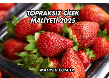 Topraksız Çilek Maliyeti 2025