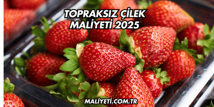 Topraksız Çilek Maliyeti 2025