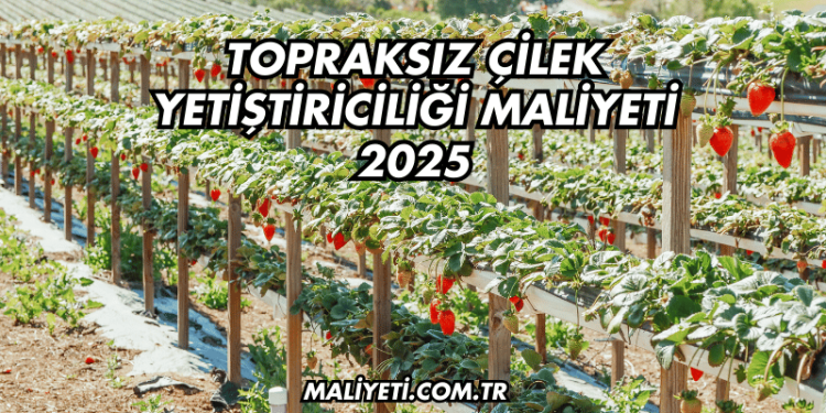 Topraksız Çilek Yetiştiriciliği Maliyeti 2025