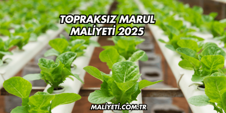 Topraksız Marul Maliyeti 2025