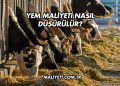 Tek Katlı Ev Temel Maliyeti 2025