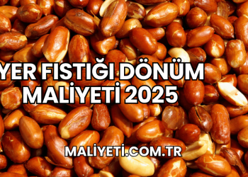 Yer Fıstığı Dönüm Maliyeti 2025
