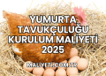 Yumurta Tavukçuluğu Kurulum Maliyeti 2025