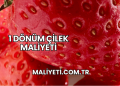 1 Dönüm Çilek Maliyeti