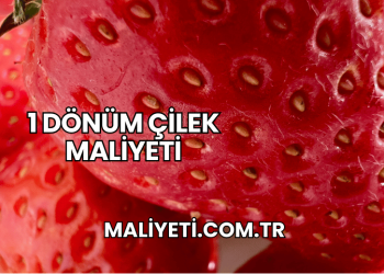 1 Dönüm Çilek Maliyeti